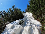 11 In decisa salita pestando neve tra pini mugo